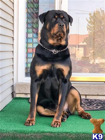 a rottweiler dog sitting on a mat