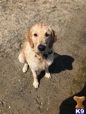 a golden retriever dog sitting on the ground