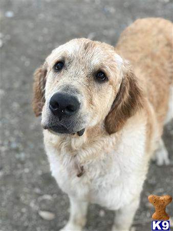 a golden retriever dog looking at the camera