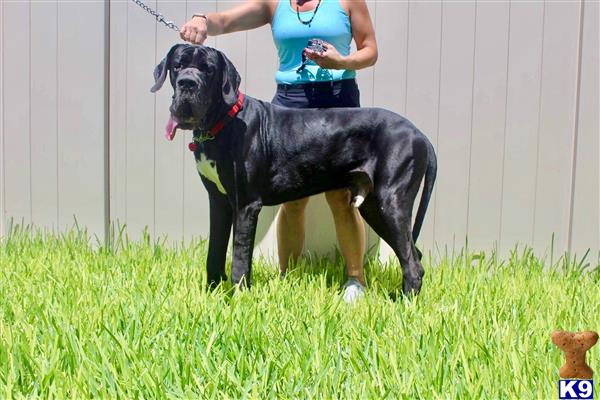 a great dane dog standing on grass