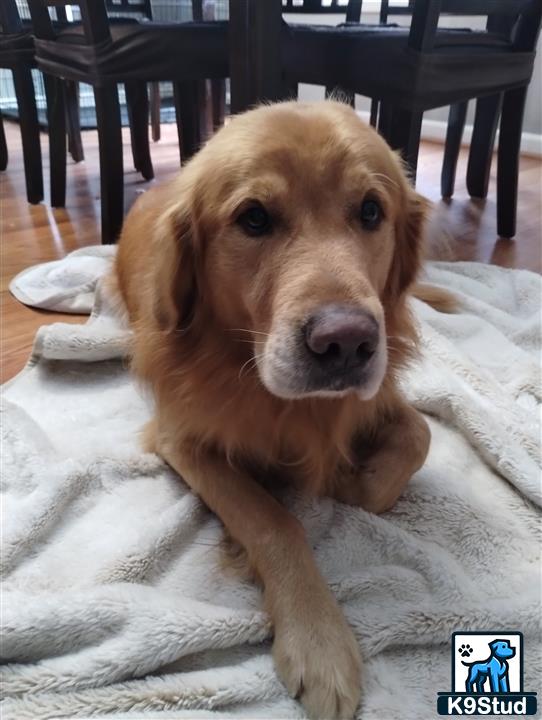 a golden retriever dog lying on a blanket