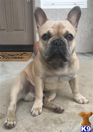 a french bulldog dog sitting on the floor