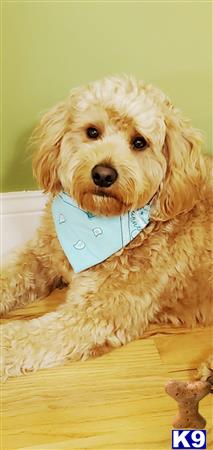 a goldendoodles dog with a bandana on its head