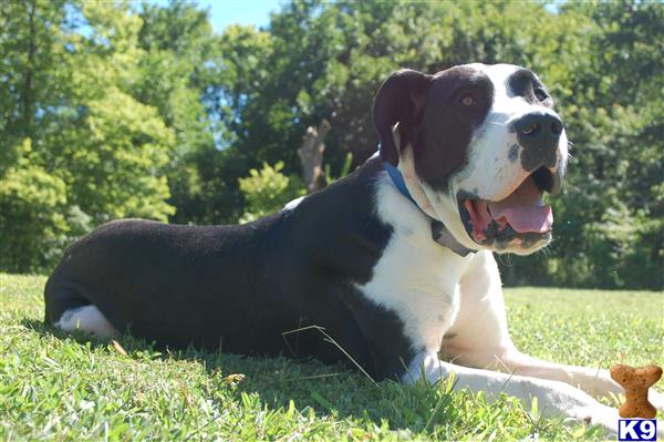 a great dane dog lying in the grass