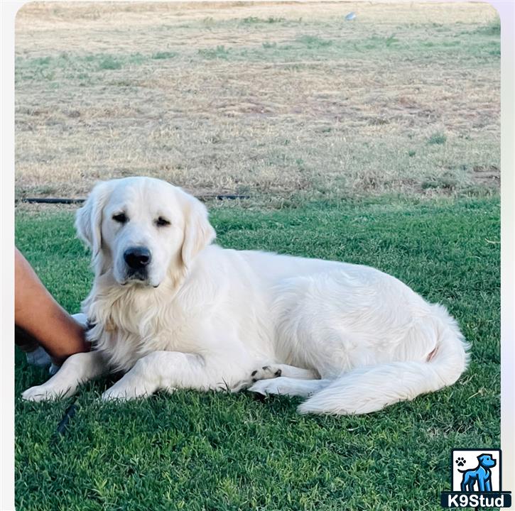 a golden retriever dog lying on grass