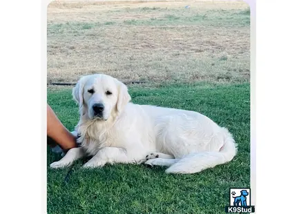 a golden retriever dog lying on grass