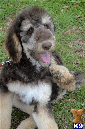 a poodle dog sitting on grass