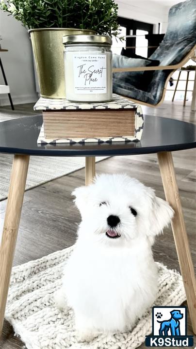 a maltese dog sitting on a chair