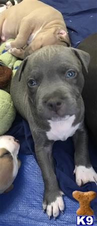 a american bully dog lying on a blanket