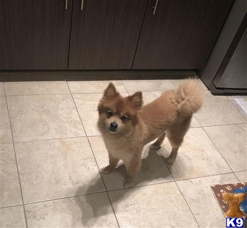 a pomeranian dog standing on a tile floor