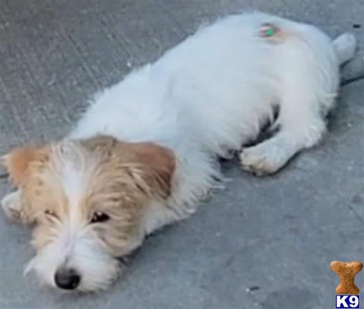 a jack russell terrier dog lying on the ground