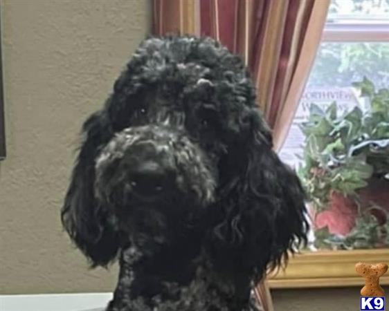 a poodle dog standing in front of a window