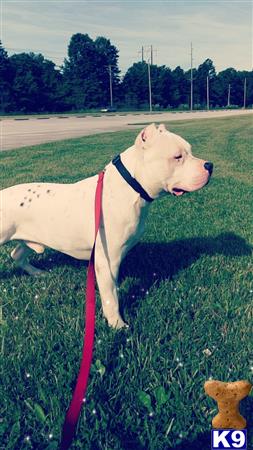 a american bully dog on a leash in a grassy field