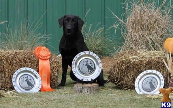 a black labrador retriever dog sitting in a grassy area with a fence and a clock