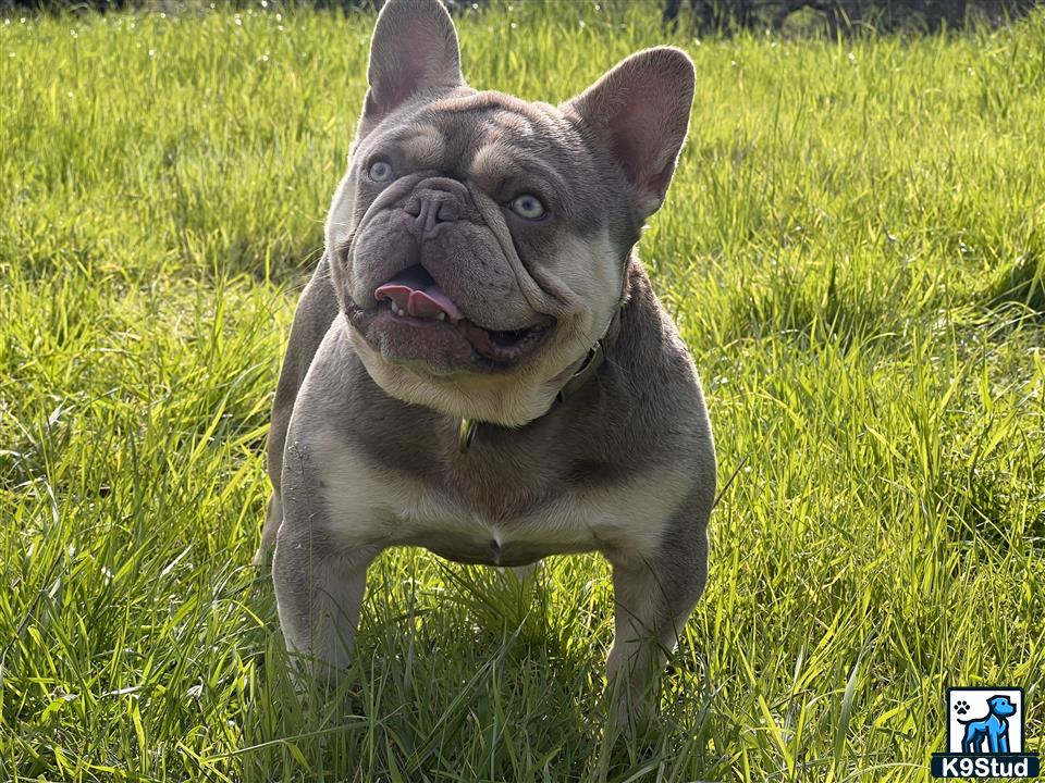 a french bulldog dog in the grass