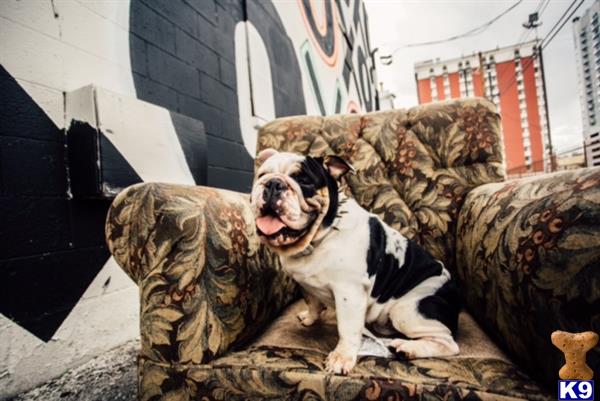 a english bulldog dog sitting on a couch