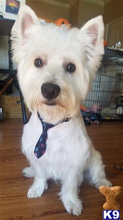 a white west highland white terrier dog wearing a blue tie