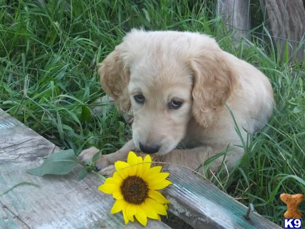 a goldendoodles puppy lying on a log next to a flower