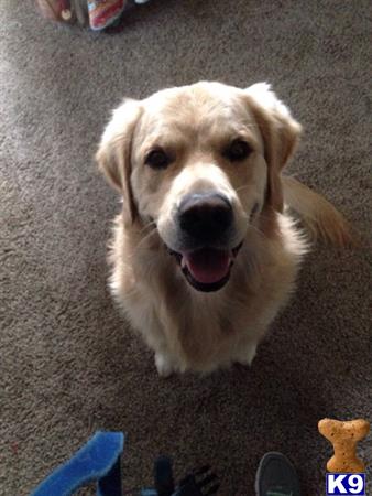 a golden retriever dog sitting on the floor