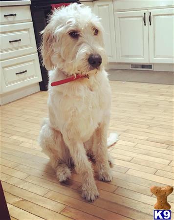 a labradoodle dog sitting on a wood floor