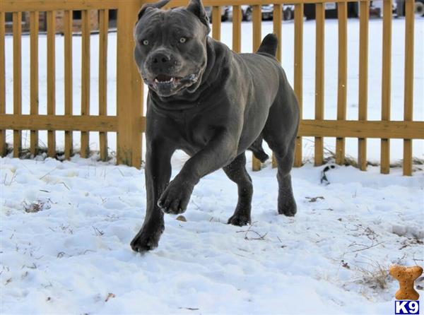 a cane corso dog running in the snow