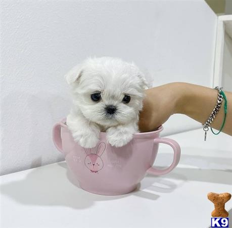 a small white maltese dog in a pink cup