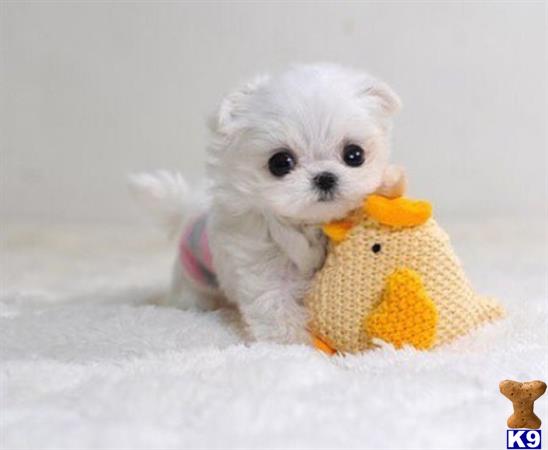 a small white maltese dog with a yellow toy in its mouth