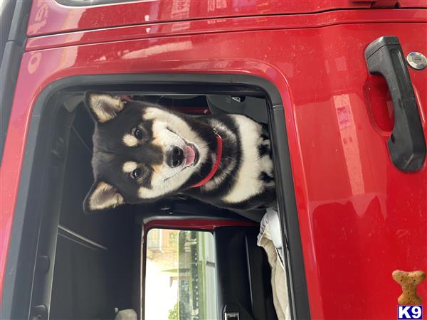 a shiba inu dog in a car