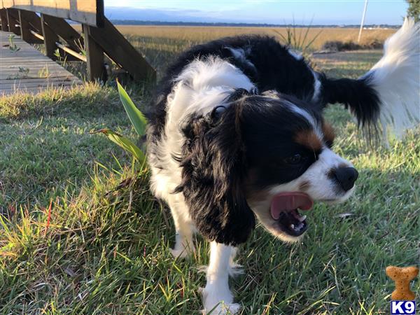 a cavalier king charles spaniel dog standing in the grass