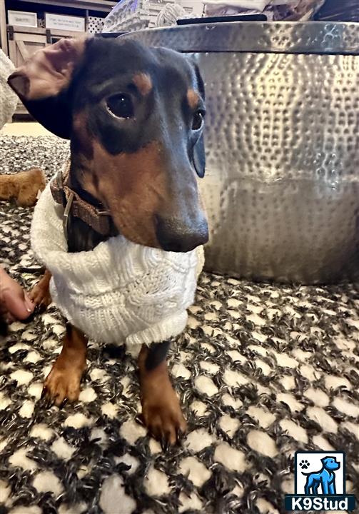 a dachshund dog wearing a white shirt