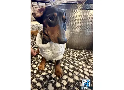 a dachshund dog wearing a white shirt