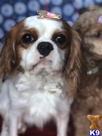 a cavalier king charles spaniel dog wearing a crown
