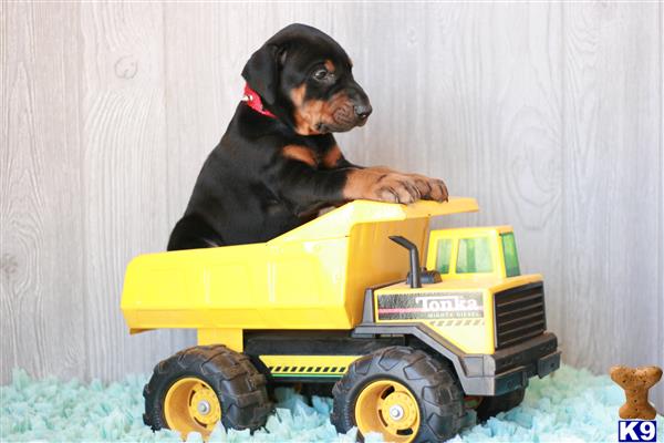 a doberman pinscher dog sitting on a toy truck