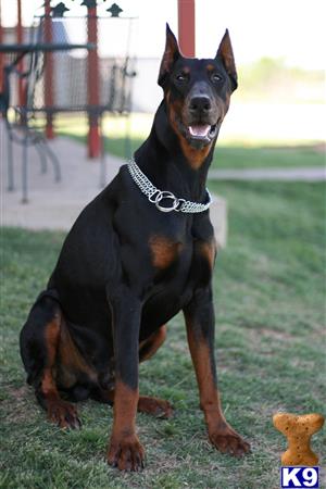 a doberman pinscher dog wearing a harness