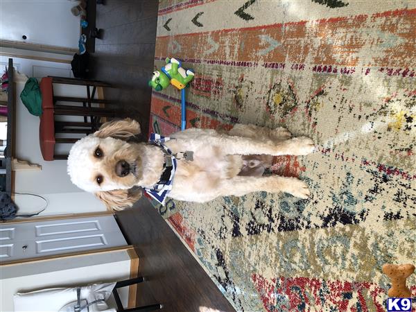 a goldendoodles dog lying on a rug