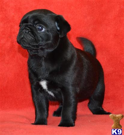 a small black pug dog