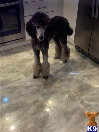 a poodle dog standing on a tile floor