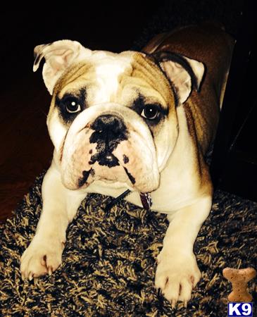 a english bulldog dog sitting on the ground