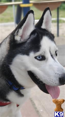 a siberian husky dog with its tongue out