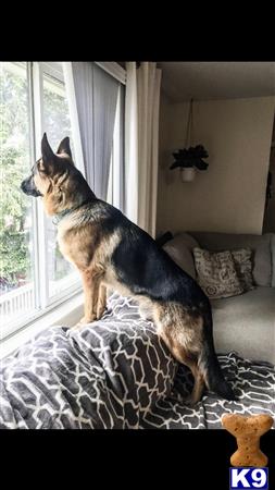 a german shepherd dog sitting on a bed