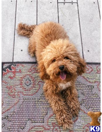 a poodle dog lying on a rug