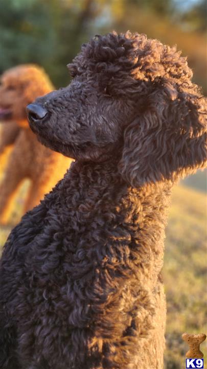 a poodle dog with a fuzzy fur coat