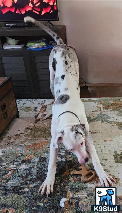 a great dane dog holding a great dane dog