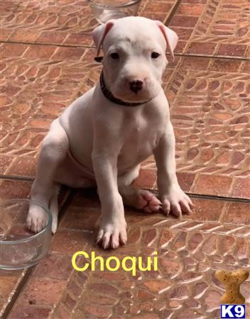 a dogo argentino dog sitting on a tile floor
