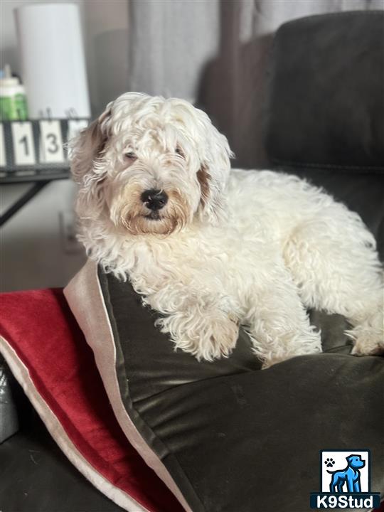 a goldendoodles dog sitting on a couch