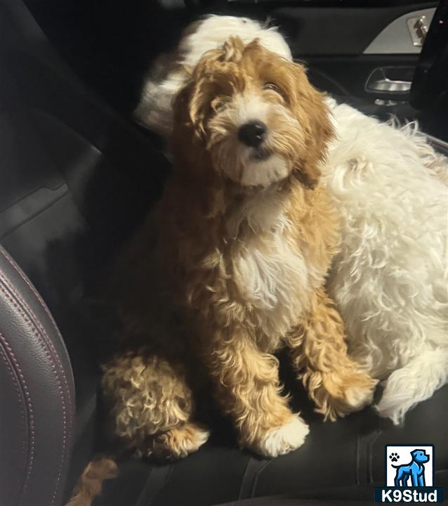 a goldendoodles dog sitting in a car