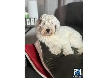 a goldendoodles dog sitting on a couch