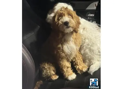 a goldendoodles dog sitting in a car