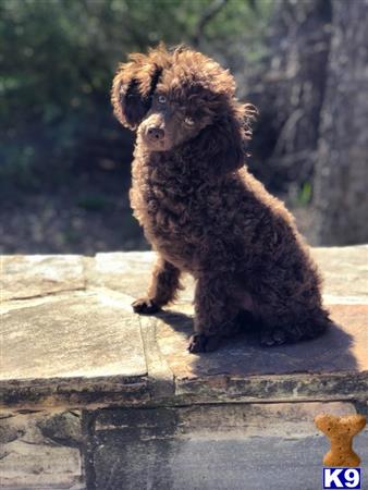 a poodle dog standing on a ledge