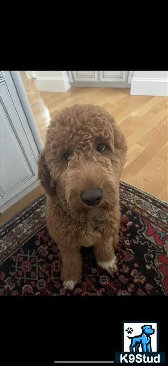 a goldendoodles dog sitting on a rug